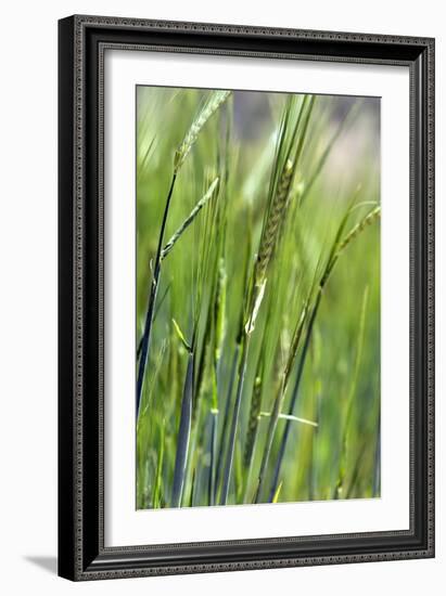 Oats-Carlos Dominguez-Framed Photographic Print