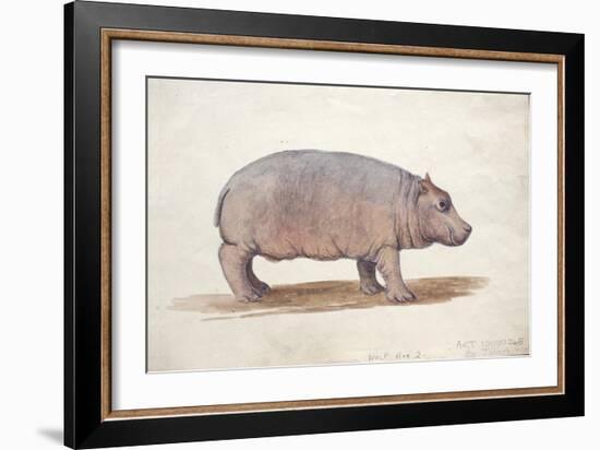 Obaysch, C.1850-Joseph Wolf-Framed Giclee Print