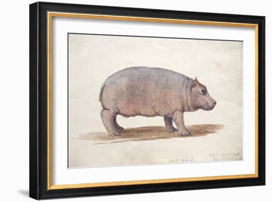 Obaysch, C.1850-Joseph Wolf-Framed Giclee Print