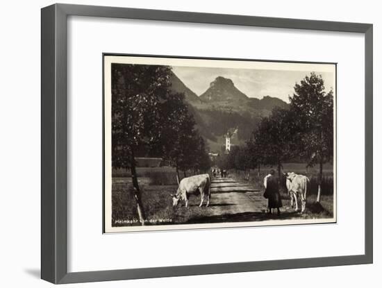 Oberaudorf Am Inn, Rinderherde Kommt Von Der Weide-null-Framed Giclee Print