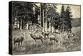 Stretched Canvas Print