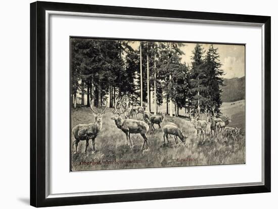 Oberhof, an Der Oberen Schweizerhütte, Hirschwiese, Rehe, Hirsche-null-Framed Giclee Print