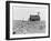 Occupied house in Dalhart, Texas where most are abandoned in the drought, 1938-Dorothea Lange-Framed Photographic Print