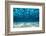 Ocean Bottom, View Beneath Surface-Cico-Framed Premium Photographic Print