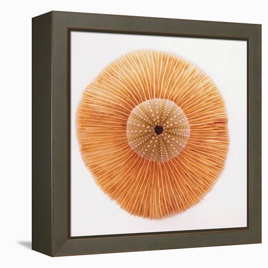 Ocean Finds I-Jairo Rodriguez-Framed Premier Image Canvas