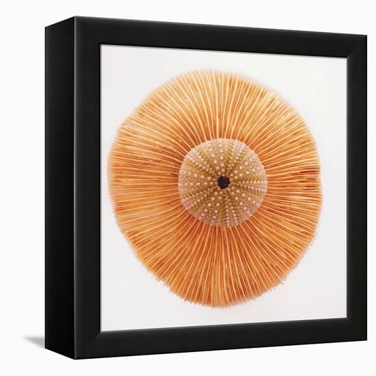 Ocean Finds I-Jairo Rodriguez-Framed Premier Image Canvas