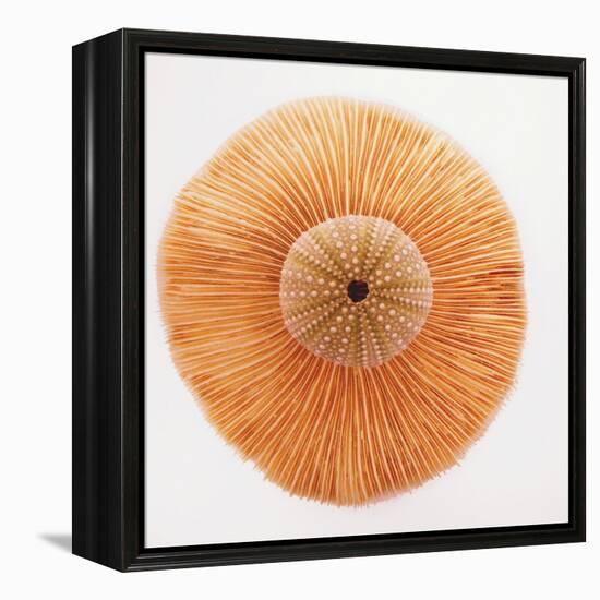 Ocean Finds I-Jairo Rodriguez-Framed Premier Image Canvas