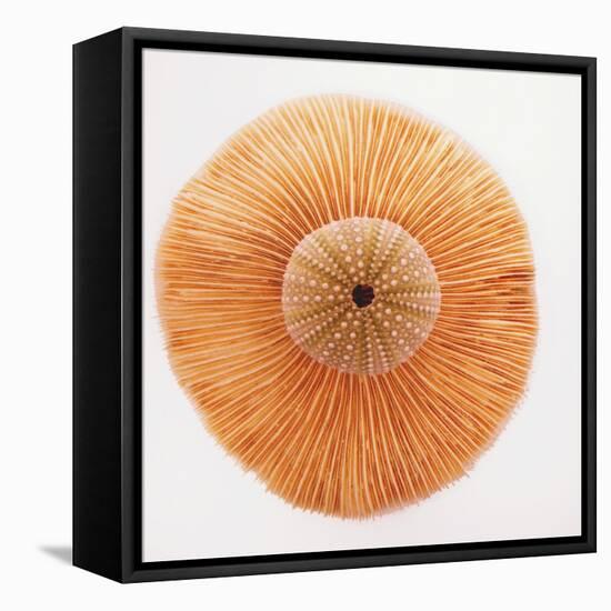 Ocean Finds I-Jairo Rodriguez-Framed Premier Image Canvas