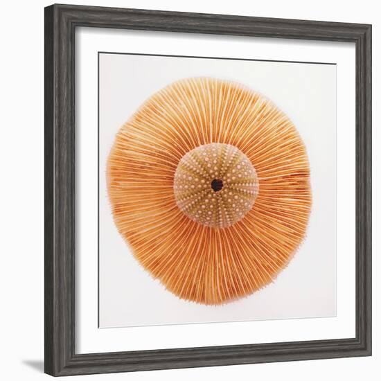 Ocean Finds I-Jairo Rodriguez-Framed Photographic Print