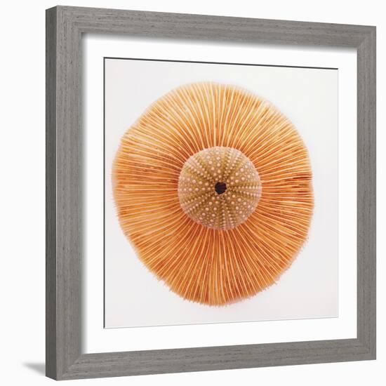 Ocean Finds I-Jairo Rodriguez-Framed Photographic Print