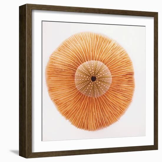 Ocean Finds I-Jairo Rodriguez-Framed Photographic Print