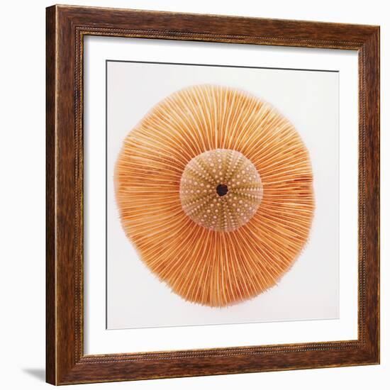 Ocean Finds I-Jairo Rodriguez-Framed Photographic Print