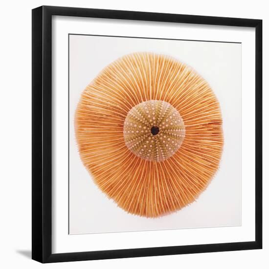 Ocean Finds I-Jairo Rodriguez-Framed Photographic Print