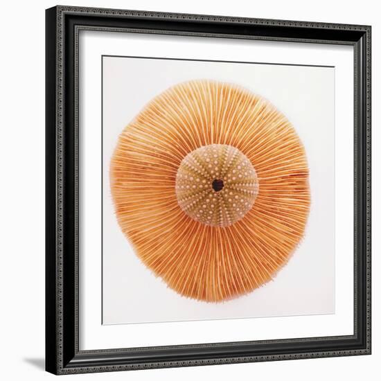 Ocean Finds I-Jairo Rodriguez-Framed Photographic Print