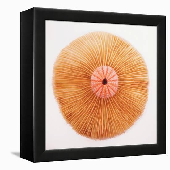 Ocean Finds II-Jairo Rodriguez-Framed Premier Image Canvas