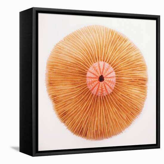 Ocean Finds II-Jairo Rodriguez-Framed Premier Image Canvas