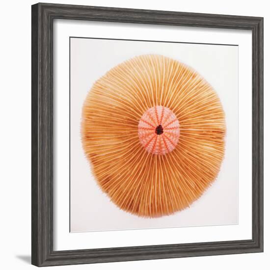 Ocean Finds II-Jairo Rodriguez-Framed Photographic Print