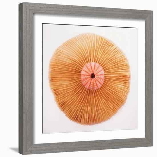 Ocean Finds II-Jairo Rodriguez-Framed Photographic Print