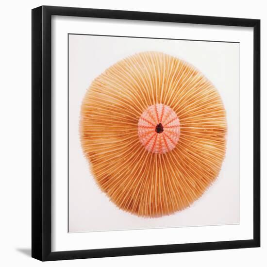 Ocean Finds II-Jairo Rodriguez-Framed Photographic Print