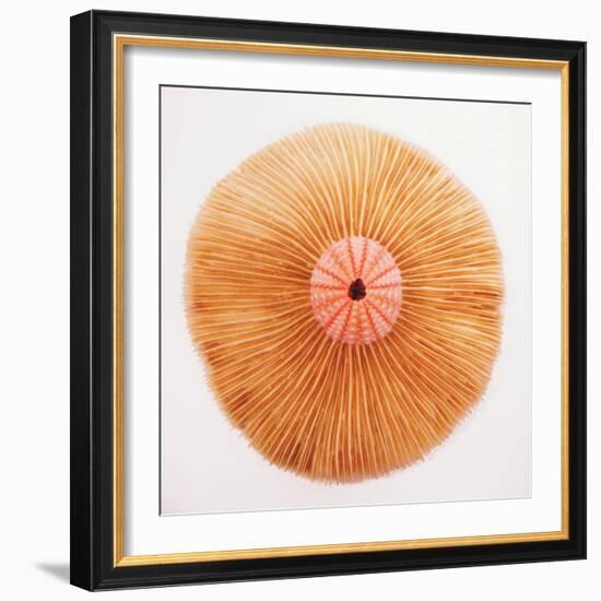 Ocean Finds II-Jairo Rodriguez-Framed Photographic Print