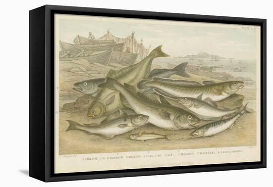 Ocean Fish-null-Framed Premier Image Canvas