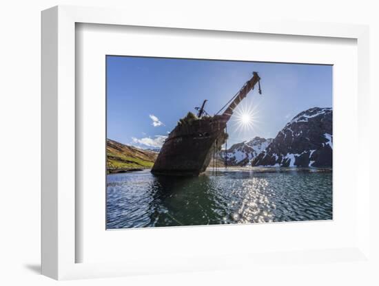 Ocean Harbor, South Georgia Island. the Shipwreck Bayard on Beach at Sunrise-Jaynes Gallery-Framed Photographic Print