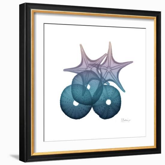 Ocean Hues Sea Urchin and Starfish-Albert Koetsier-Framed Art Print