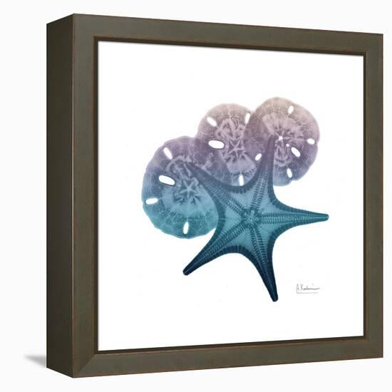 Ocean Hues Starfish and Sand Dollar-Albert Koetsier-Framed Stretched Canvas