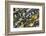 Ocean Jasper from Madagascar-Darrell Gulin-Framed Photographic Print