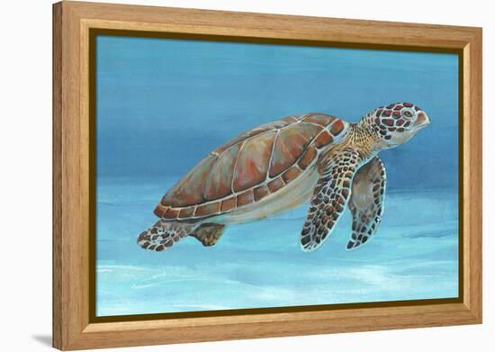 Ocean Sea Turtle I-Tim O'toole-Framed Stretched Canvas