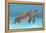 Ocean Sea Turtle I-Tim O'toole-Framed Stretched Canvas