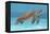 Ocean Sea Turtle I-Tim O'toole-Framed Stretched Canvas