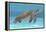 Ocean Sea Turtle I-Tim O'toole-Framed Stretched Canvas