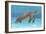 Ocean Sea Turtle I-Tim O'toole-Framed Premium Giclee Print