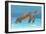 Ocean Sea Turtle I-Tim O'toole-Framed Premium Giclee Print