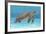 Ocean Sea Turtle I-Tim O'toole-Framed Art Print