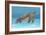 Ocean Sea Turtle I-Tim O'toole-Framed Art Print