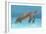 Ocean Sea Turtle I-Tim O'toole-Framed Art Print