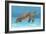 Ocean Sea Turtle I-Tim O'toole-Framed Art Print