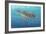 Ocean Sea Turtle II-Tim O'toole-Framed Art Print