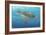 Ocean Sea Turtle II-Tim O'toole-Framed Art Print