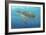 Ocean Sea Turtle II-Tim O'toole-Framed Art Print