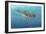 Ocean Sea Turtle II-Tim O'toole-Framed Art Print