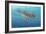 Ocean Sea Turtle II-Tim O'toole-Framed Art Print