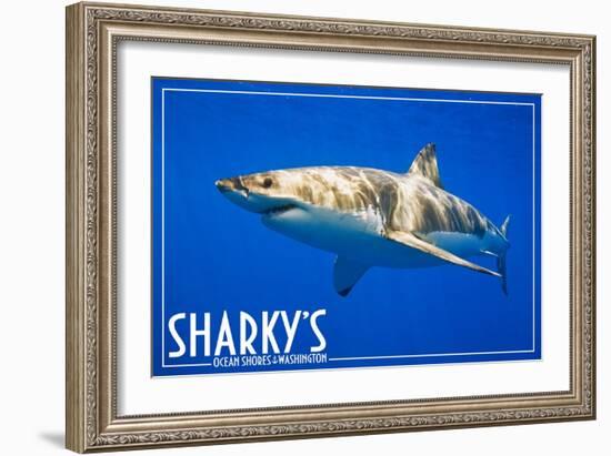 Ocean Shores, Washington - Great White Shark-Lantern Press-Framed Art Print