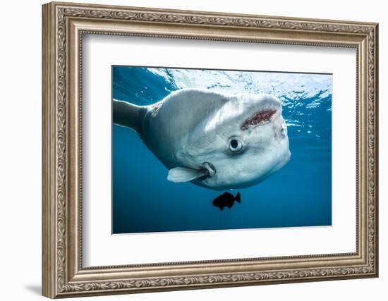 Ocean sunfish (Mola mola) off Halifax, Nova Scotia, Canada. July.-Nick Hawkins-Framed Photographic Print