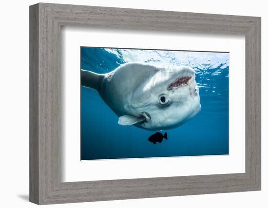 Ocean sunfish (Mola mola) off Halifax, Nova Scotia, Canada. July.-Nick Hawkins-Framed Photographic Print