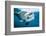 Ocean sunfish (Mola mola) off Halifax, Nova Scotia, Canada. July.-Nick Hawkins-Framed Photographic Print