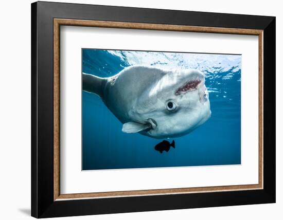 Ocean sunfish (Mola mola) off Halifax, Nova Scotia, Canada. July.-Nick Hawkins-Framed Photographic Print