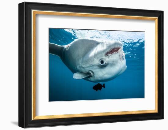 Ocean sunfish (Mola mola) off Halifax, Nova Scotia, Canada. July.-Nick Hawkins-Framed Photographic Print